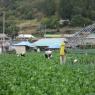 韓国珍島、越冬用白菜の頂部縛り