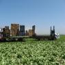 米国カリフォルニア州サリナスでのレタス収穫風景4